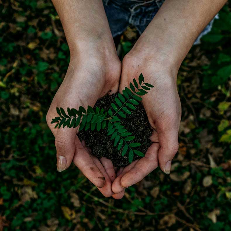 Dos Manos sosteniendo tierra fértil con una pequeña planta verde y en el fondo un fondo de hojas marchitas y pasto verde que simbolizan el compromiso con un planeta verde y sostenible. Esta imagen inspira la lucha contra los microplásticos y promueve prácticas ecológicas para construir un mejor futuro para nuestro medio ambiente.